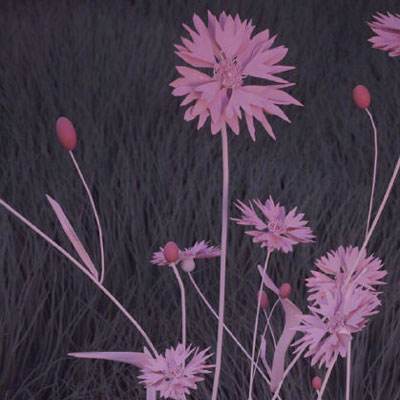 生存大世界无限金币钻石版