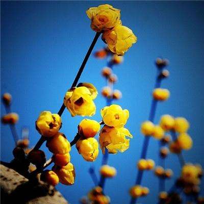 成语打江山