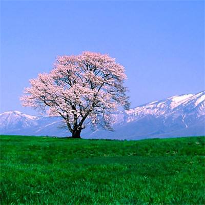 OpenAI将停止Sora视频生成服务 精简产品线
