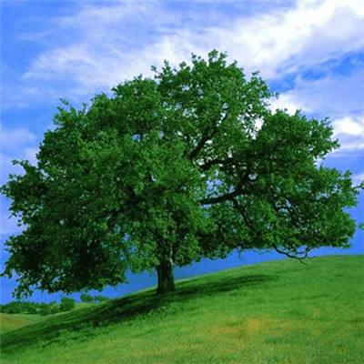 《华安固事》之四 | 郑如熙：以“深耕”精神，做好市场的“有心人”