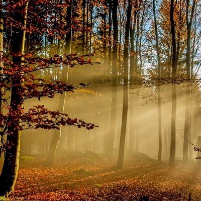 工银黄金ETF联接C净值上涨3.62%