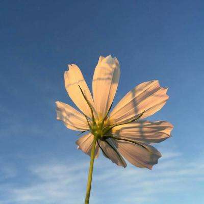 崔永元“一抽屉合同”杀伤力爆表：100多亿瞬间就没了