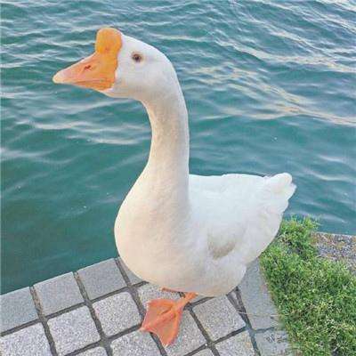 巴登体育app娱乐手机版