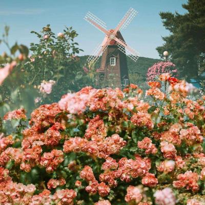 张雪峰社交平台账号头像已变成黑白色