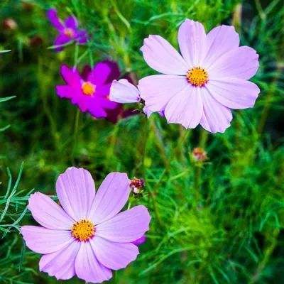 智测新高度——堡盟OM60激光测距...