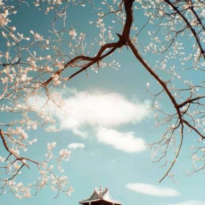 崔永元：向范冰冰致歉 “4天6000万合同”与她无关