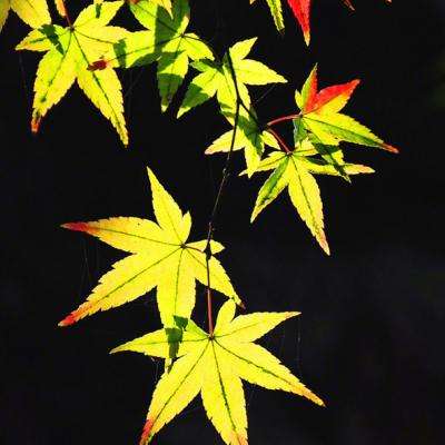 跑步会不会导致猝死