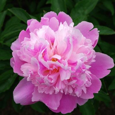 兰宝多码读取技术赋能医药行业,...