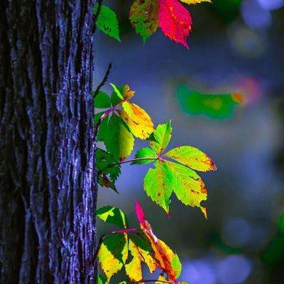 山东:生猪出栏价跌破成本线,散户猪企面临共同挑战