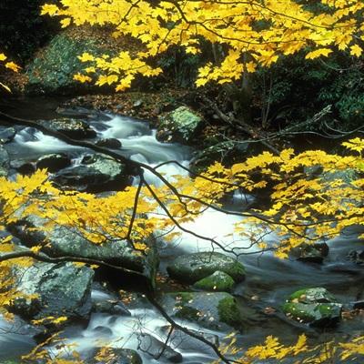 你好邻居们